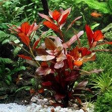 Asitan Ludwigia Repens (Gül) 5 Dal Kusursuz Form Akvaryum Bitkisi Canlı Bitki