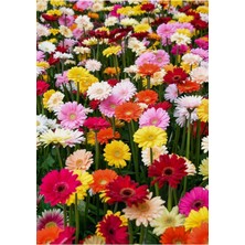 Asitan Tohum Dünyam Karışık Renkli Gerbera Çiçeği Tohumu