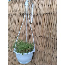 Asitan Safir Makrome Saksı 1 7 Lt 4 Adet Beyaz Renkli Askılı Plastik Çiçek Saksısı