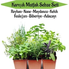 Asitan Gardenbox Mutfak Sebze Seti, Reyhan, Nane, Kekik, Fesleğen, Biberiye, Adaçayı Fidesi, 6 Adet