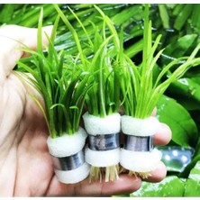 Asitan Sagittaria Subulata 1 Bağ 2-4 Kök Akvaryum Zemin Bitkisi Canlı Akvaryum Bitkisi