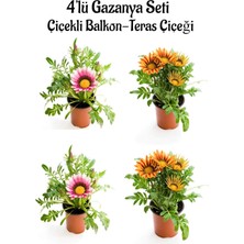 Asitan Gazanya Seti, 4'lü Çiçekli Balkon Bitkisi, Pembe ve Turuncu Sarı, 10-20CM, Saksılı