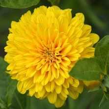 Asitan Evvebahçe Dahlia Çiçekli Isabellina Zinya Çiçeği Tohumu(40 Tohum)