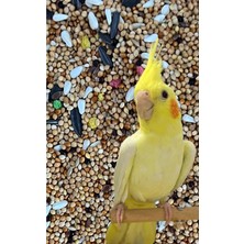 Asitan Sultan Papağanı Pareket Yemi 1 kg