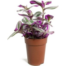 Asitan Videolu Pembe Telgraf Çiçeği 1 Adet Saksılı 10-15CM Salon Teras Bitkisi (Tradescantia Nanouk)