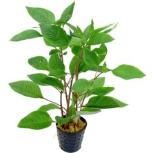 Asitan Hygrophila Corymbosa - Limon Saksı Canlı Bitki TR-413155