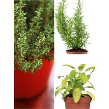 Asitan Mutfak Aromatik Bitki Seti 3 Adet Saksı Kekik-Biberiye-Adaçayı 20-40CM (Thyme-Sage-Rosemary)