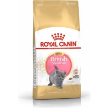 Asitan Biritish Shorthair Kitten Yavru Kedi Özel Irk Maması 2kg