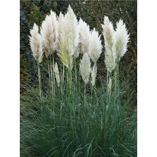 Asitan Beyaz Pampas Saz Çiçeği, 60-80 Cm, 1 Adet Saksılı Dış Mekan Bitkisi, Cortaderia Selloana