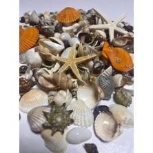 Asitan Dekoratif Gerçek Karışık Deniz Kabuğu - (100GR, 25~75 Adet)