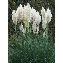Asitan Videolu Beyaz Pampas Saz Çiçeği (60 80 Cm)1 Adet Saksılı Dış Mekan Bitkisi Cortaderia Selloan