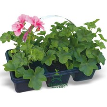 Asitan Pembe Sardunya Fidesi, 2 Adet Saksılı, 10-25CM, Salon Balkon Çiçeği