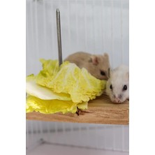 Asitan Çivili Meyve Sebze Asmalı Kuş, Hamster Asılı Tünek, Kuş Mama Tutucu, Doğal Ahşap Kuş Kafes