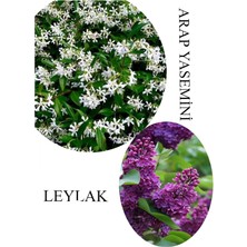 Asitan Gardenbox Arap Yasemini Çiçeği Saksılı 30-50CM + Leylak Çiçeği 30-60CM Kokulu Bahçe Seti