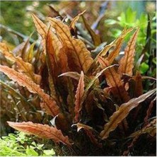Asitan Akvaryum Bitkileri Cryptocoryne Wendtii Brown Saksı Canlı Bitki