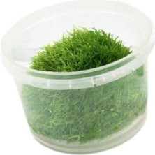 Asitan Utricularia Graminifolia In Vitro Canlı Bitki