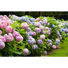 Asitan Ortanca Fidanı, 3 Adet, 40-60 Cm, Saksıda