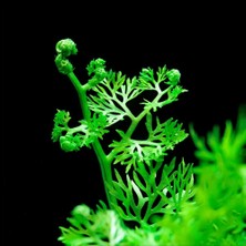 Asitan Ceratopteris Thalictroides 1 Bağ Kolay Akvaryum Zemin Bitkisi Canlı Akvaryum Bitkisi