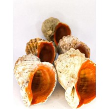 Asitan Deniz Kabuğu Gongaz Süs Dekoratif Akvaryum Süsleme 5-7 cm 5 Adet