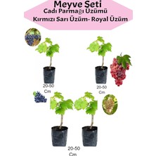 Asitan 4'lü Üzüm Seti Cadı Parmağı+Kımrızı+Sarı+ Royal Üzüm Fidanı