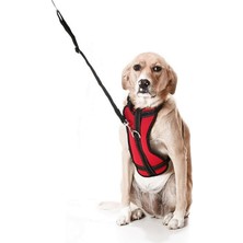 Asitan Köpek Araç Emniyet Kemeri ve Tasması Arnav Kırmızı, Xl