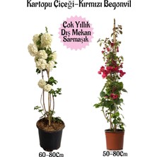 Kartopu Çiçeği ve Kırmızı Begonvil Saksılı Dış Mekan Bahçe Seti, 2 Adet