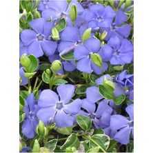 Gardenbox Vinca Mor Renk Cezayir Menekşesi 20-40CM Saksılı