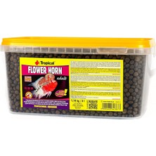 Flowerhorn Adult 3 Lt / 1140 gr