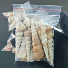 Deniz Kabukları :krem Minare / 10 Adet / 5-10 cm