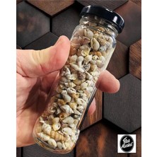 250 Adet Nassa Shell Doğal Deniz Kabuğu (Epoksi Dekor Kabuğu) (Boyut Ortalama 1 Cm)