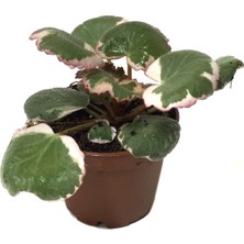 Betonish Saxifraga Stolonifera 'Tricolor' (Gelin Teli Çiçeği)