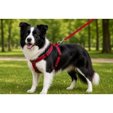 Meks Gezdirme Kayışlı Dokuma Köpek Göğüs Tasma Seti 40*60-110 cm Kırmızı