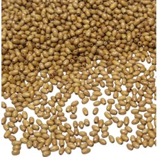 Serhat Aksesuar ve El İşçiliği 3 mm Arpa Meşe Rengi Ahşap Boncuk 50 gr