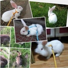 Ozzipetshop Konforlu Tavşan Tasması - Yumuşak Kayışlı ve Ayarlanabilir Boyutlu