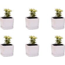 Asitan Mini 6'li Set 2X2X1,6 Inç Kare Modern Minimalist Beyaz Seramik Sukulent Mini Saksı/altlıklı Penc