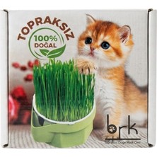 Brk Topraksız Doğal Kedi Çimi