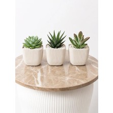 Modern Krem Kare Saksı Seti, 3'lü, 8,2x8,2x7,1 Cm, Sukulent ve Kaktüs Bitkilerine Uygun