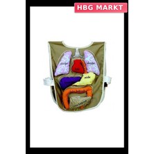 HBG Markt Eğitici Organ Önlüğü Anatomi Modeli 1 Adet