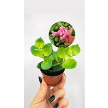 Pembe Ruj Çiçeği (Pink Polka) – Aeschynanthus Pink Polka Fide | Askılı Saksı Bitkisi