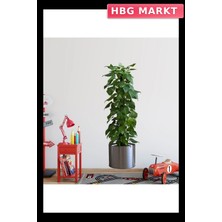 HBG Markt Mey Ithalat® Saksılı Bitki Tasarımlı Yapışkanlı Sticker Resim 90*30 cm MC-665