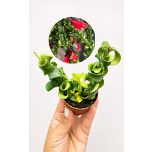 Kıvırcık Ruj Çiçeği (Aeschynanthus ‘rasta’) – Sarkıcı Ev Bitkisi – 5,5 cm Saksı