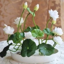 Tohumcumm 5 Adet Tohum Nadir Beyaz Kase Lotus Çiçeği Tohumu Mis Kokulu Lotus Hediye Tohumludur