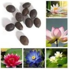 Tohumcumm 5 Adet Tohum Nadir Bulunan Asya Kutsal Lotus Çiçeği Tohumu Nilüfer Su Zambağı Tohumu Hediy Tohumlu