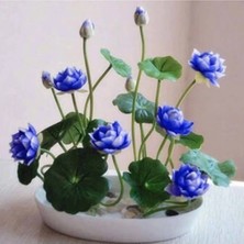 Tohumcumm 5 Adet Tohum Nadir Bulunan Kutsal Kase Mavi Lotus Çiçeği Tohumu Hediye Tohumlu