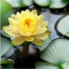 Tohumcumm 10 Adet Tohum Nadir Sarı Kase Lotus Çiçeği Tohumu Ithal Çiçek Sarı Kase Lotusu Nilüfer Çiçek Tohumu