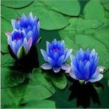 Tohumcumm 10 Adet Tohum Nadir Bulunan Mavi Lotus Çiçeği Tohumu Lotus Su Çiçeği Tohumu Nilüfer Çiçeği Tohumu