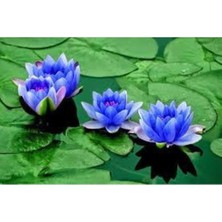 Tohumcumm 5 Adet Tohum Nadir Bulunan Mavi Lotus Çiçeği Tohumu Lotus Su Çiçeği Tohumu Nilüfer Çiçeği Tohumu