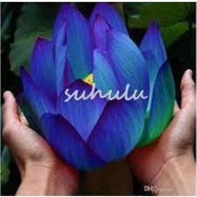 Tohumcumm 5 Adet Tohum Nadir Bulunan Mavi Lotus Çiçeği Tohumu Lotus Su Çiçeği Tohumu Nilüfer Çiçeği Tohumu