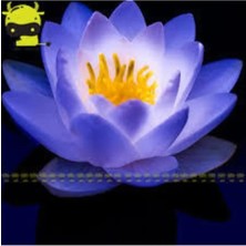 Tohumcumm 10 Adet Tohum Mavi Renkli Açan Kutsal Lotus Çiçeği Tohumu Mavi Lotus Çiçeği Nilfer Su Çiçeği Tohumu