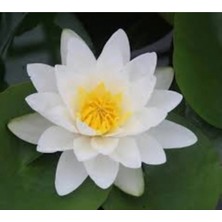 Tohumcumm 5 Adet Tohum Nadir Beyaz Lotus Çiçek Tohumu Lotus Çiçeği Tohumu Nilüfer Çiçeği Tohum